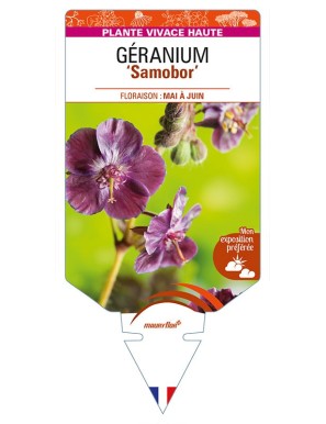 GERANIUM (phaeum) 'Samobor'