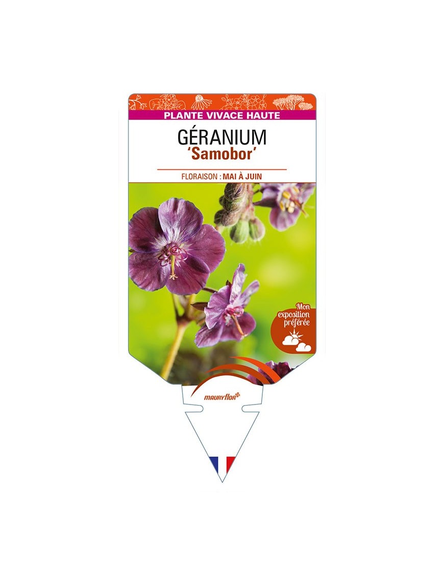 GERANIUM (phaeum) 'Samobor'