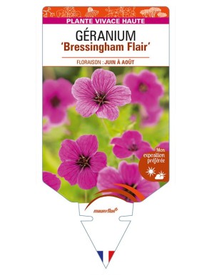 GERANIUM (psilostemon) 'Bressingham Flair'