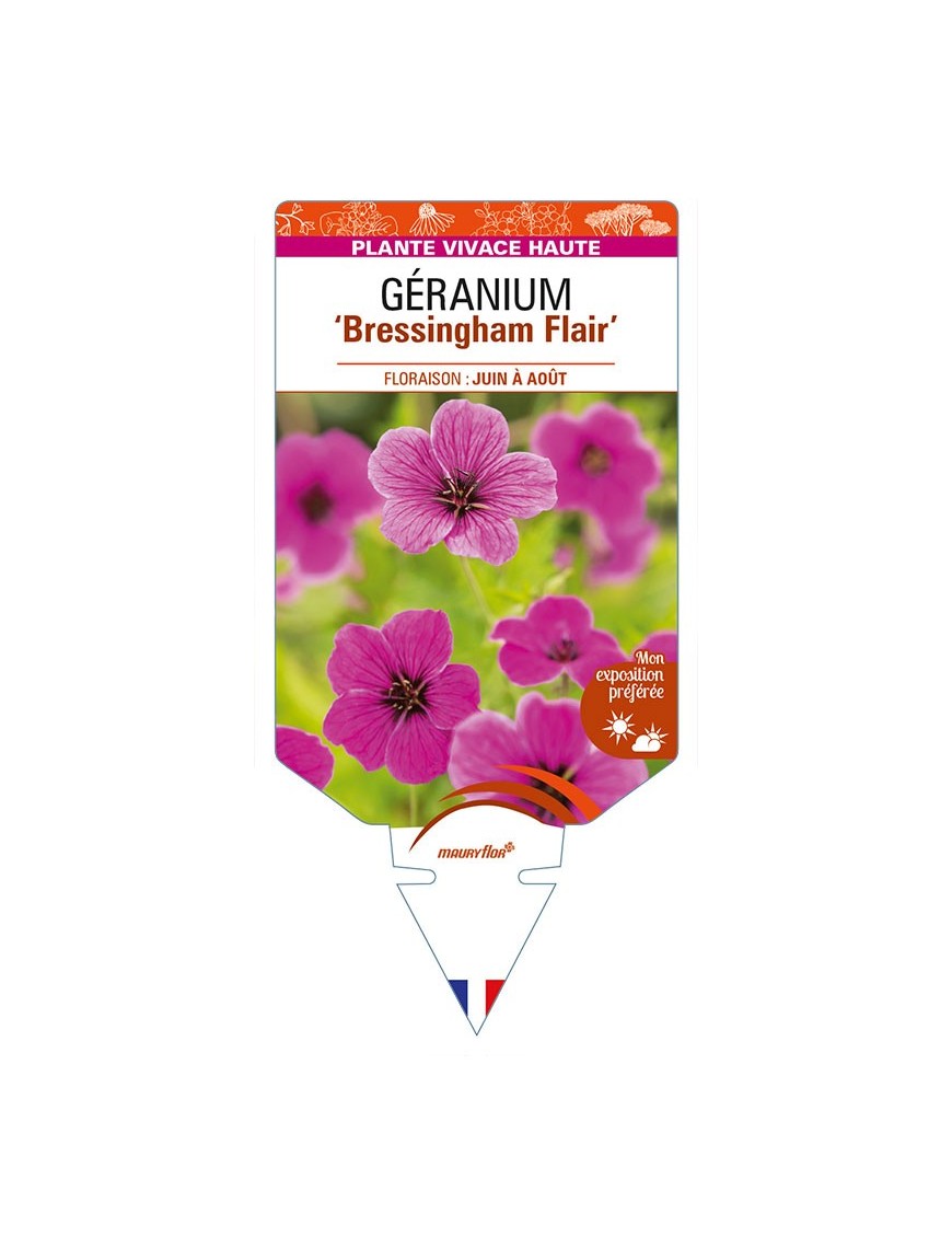 GERANIUM (psilostemon) 'Bressingham Flair'
