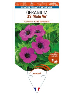 GERANIUM (psilostemon) 'JS Matu Vu'