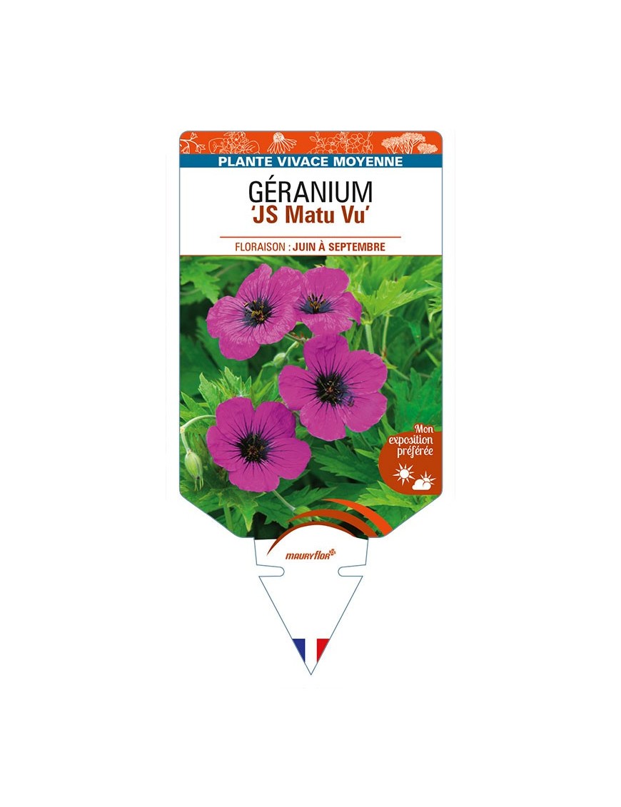 GERANIUM (psilostemon) 'JS Matu Vu'