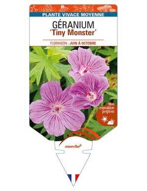GERANIUM (sanguineum) 'Tiny Monster'