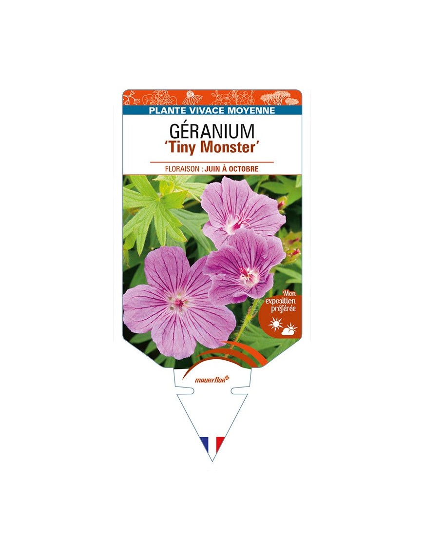 GERANIUM (sanguineum) 'Tiny Monster'
