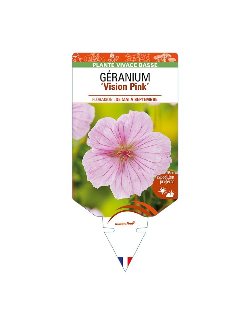 GERANIUM (sanguineum) 'Vision Pink'