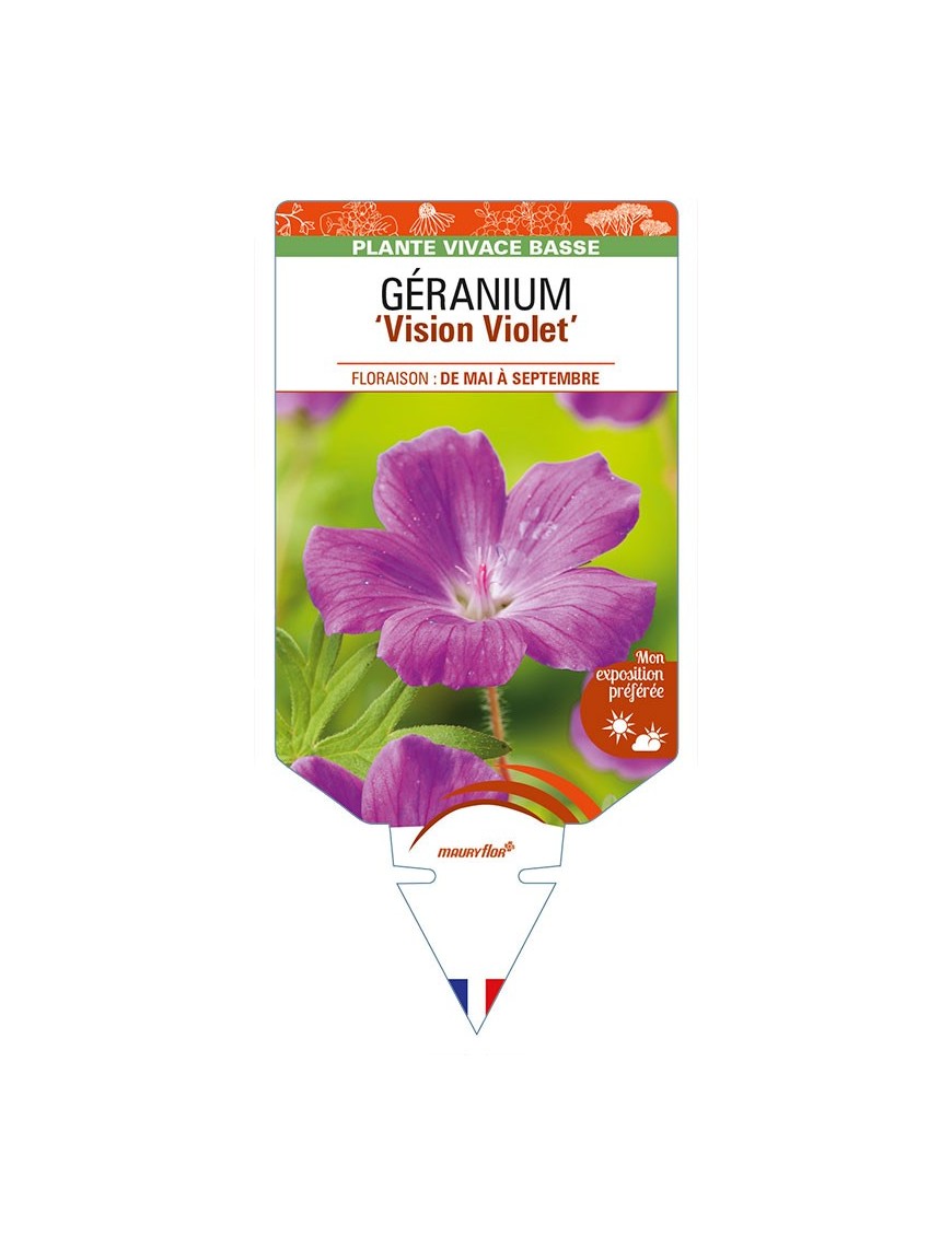 GERANIUM (sanguineum) 'Vision Violet'