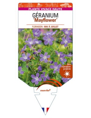 GERANIUM (sylvaticum) 'Mayflower'