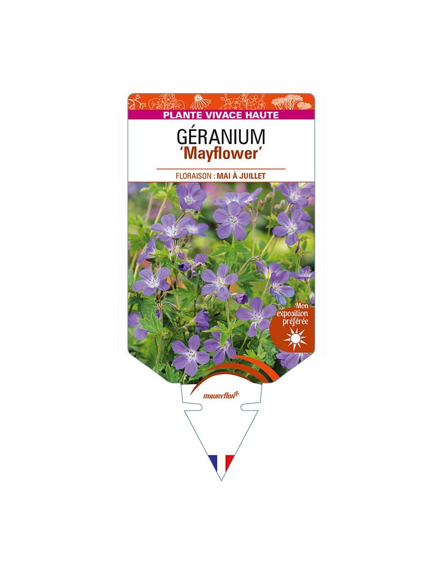 GERANIUM (sylvaticum) 'Mayflower'