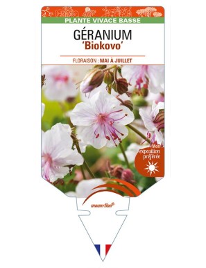 GERANIUM (x cantabrigiense) 'Biokovo'