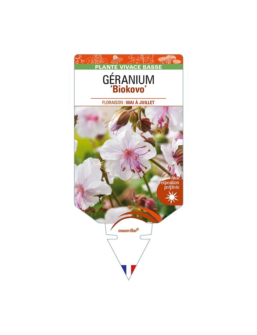 GERANIUM (x cantabrigiense) 'Biokovo'