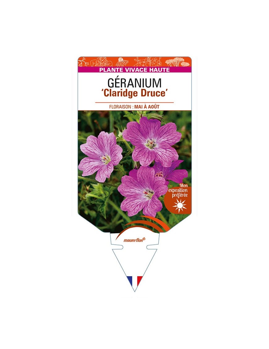 GERANIUM (x oxonianum) 'Claridge Druce'
