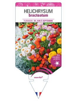 HELICHRYSUM BRACTEATUM (varié)