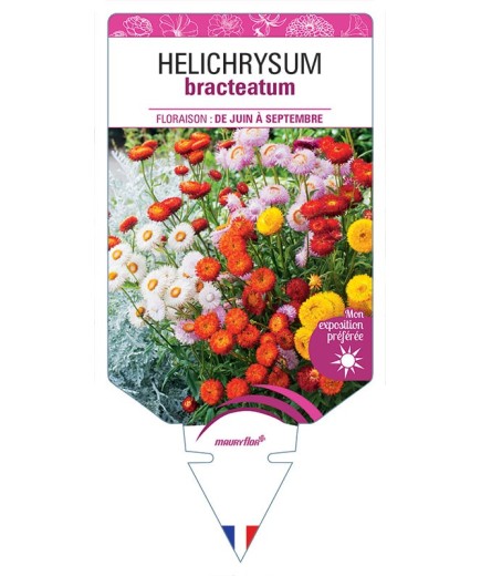 HELICHRYSUM BRACTEATUM (varié)