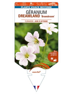 GERANIUM DREAMLAND 'Bremdream'