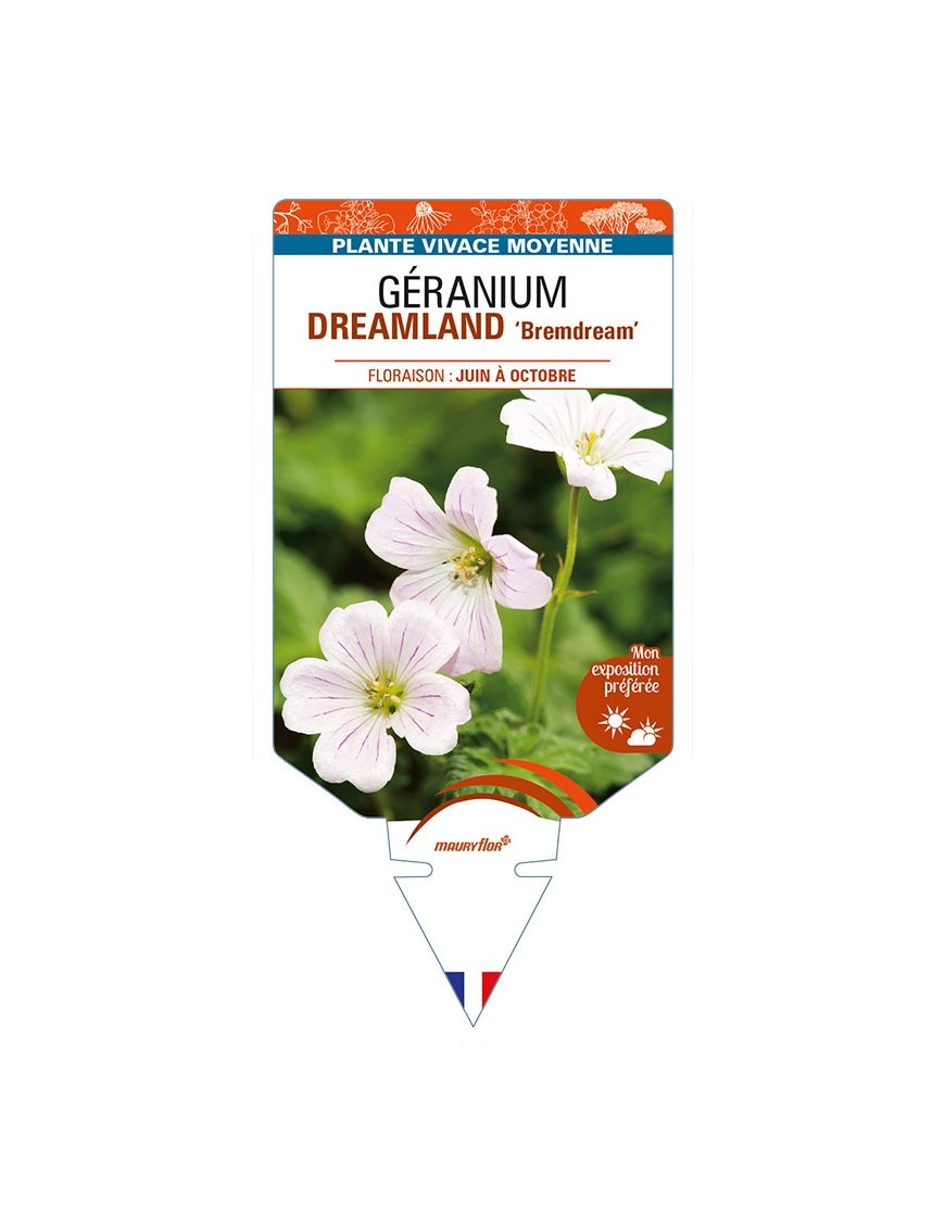 GERANIUM DREAMLAND 'Bremdream'