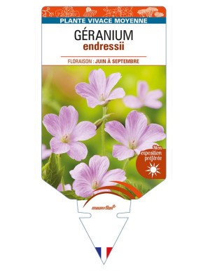 GERANIUM endressii (rose)
