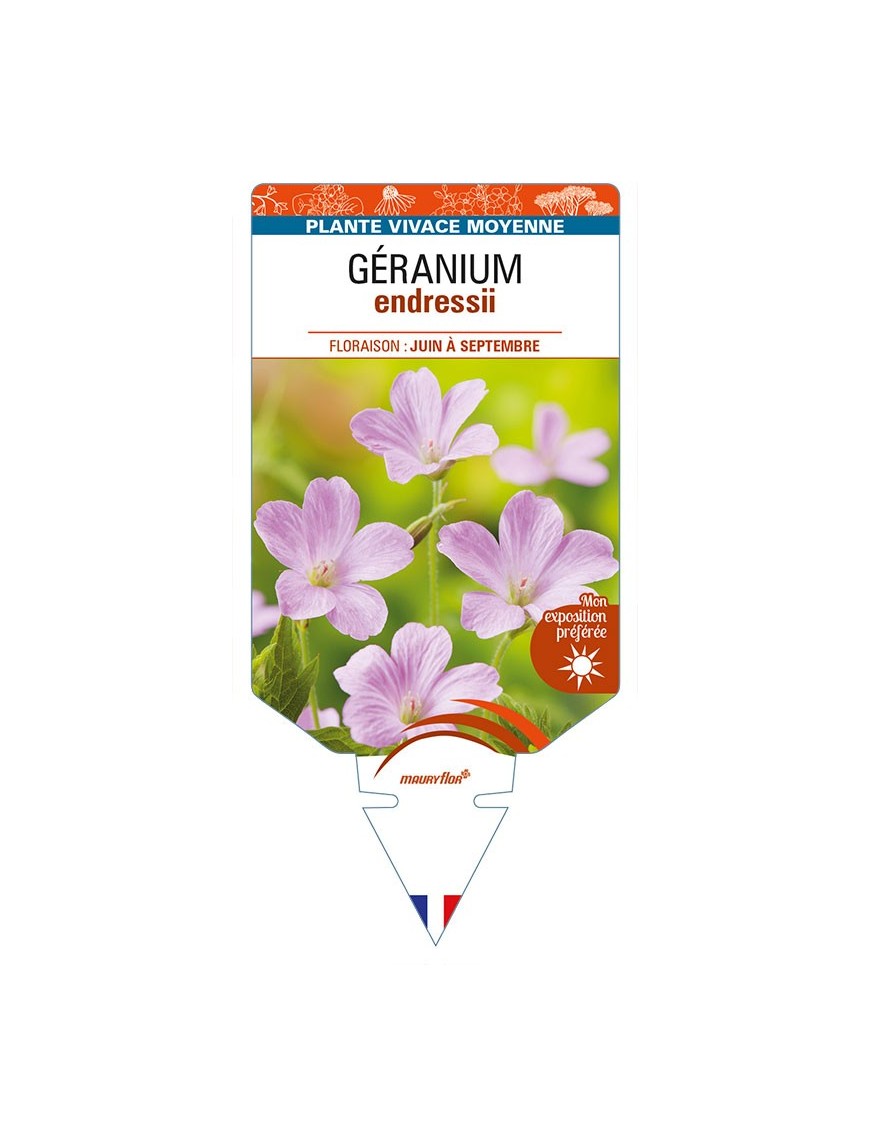 GERANIUM endressii (rose)