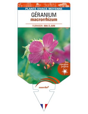 GERANIUM macrorrhizum
