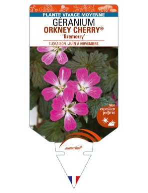 GERANIUM ORKNEY CHERRY 'Bremerry'