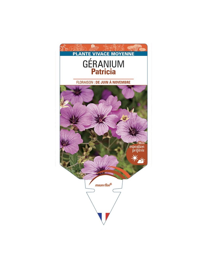 GERANIUM Patricia