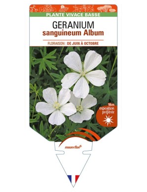 GERANIUM sanguineum Album