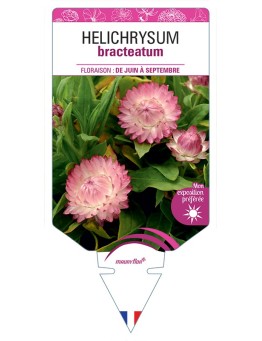 HELICHRYSUM BRACTEATUM (rose)