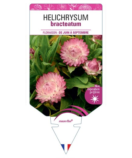 HELICHRYSUM BRACTEATUM (rose)