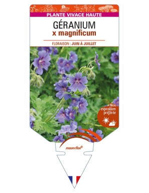 GERANIUM x magnificum
