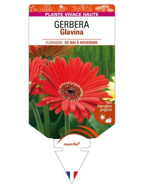Gerbera Glavina