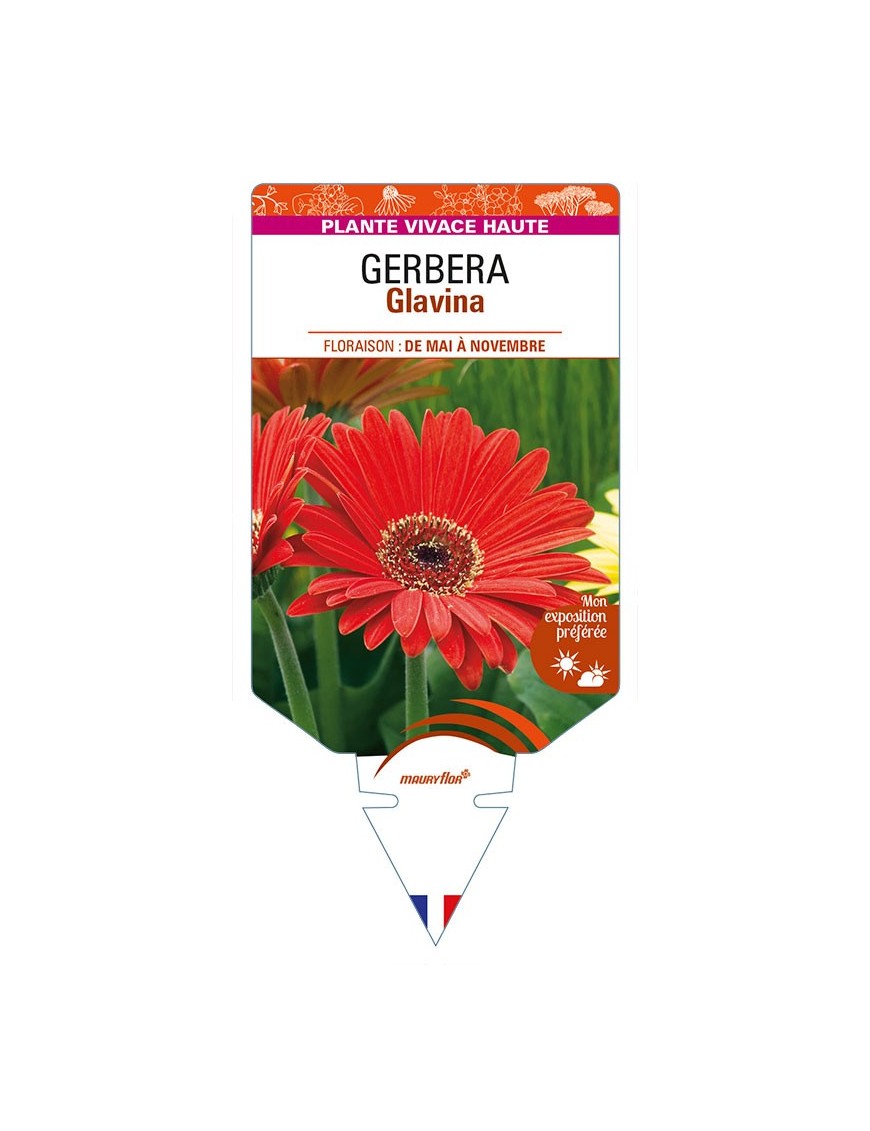 Gerbera Glavina