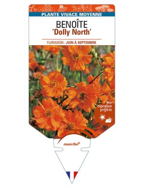 GEUM chiloense 'Dolly North' voir BENOÎTE