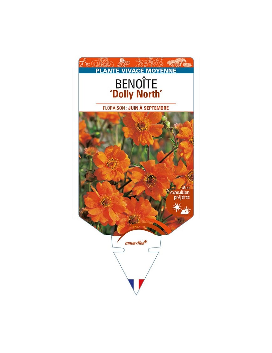 GEUM chiloense 'Dolly North' voir BENOÎTE