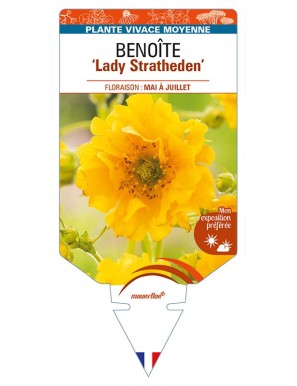 GEUM chiloense 'Lady Stratheden' voir BENOÎTE