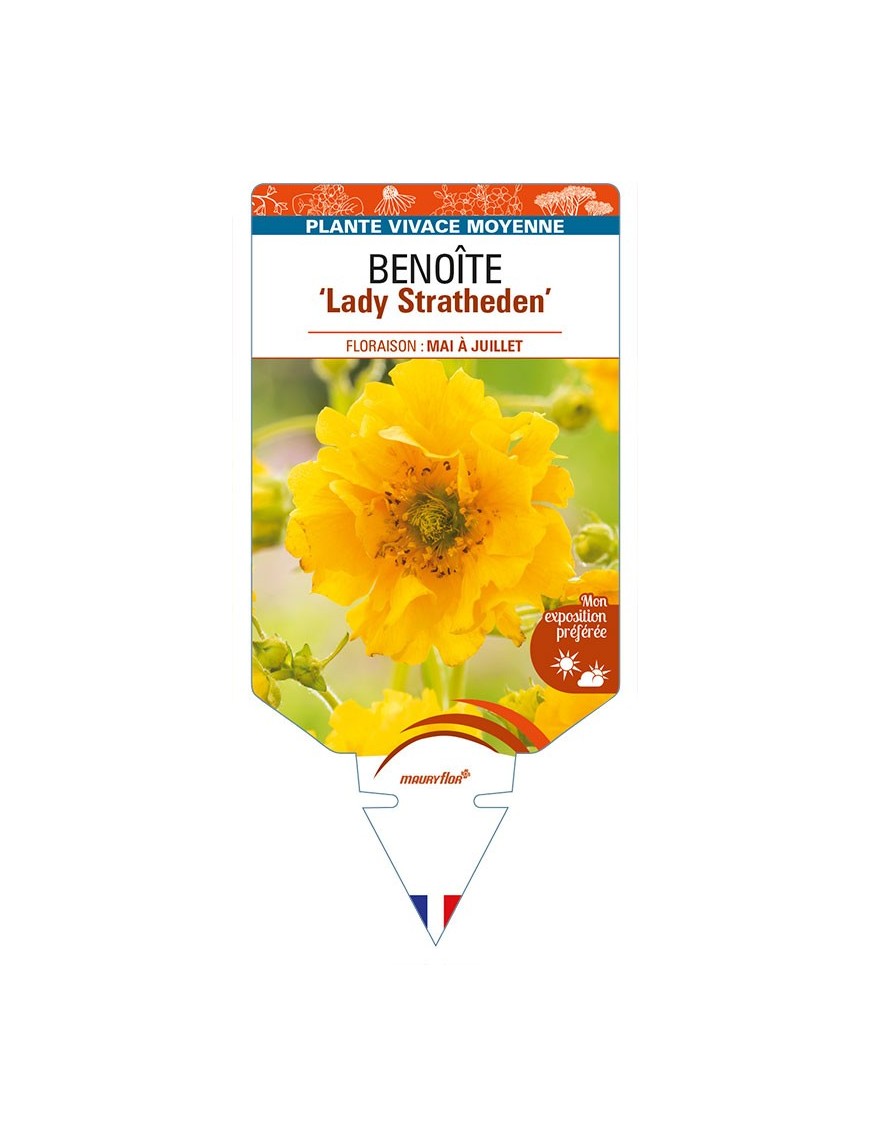 GEUM chiloense 'Lady Stratheden' voir BENOÎTE