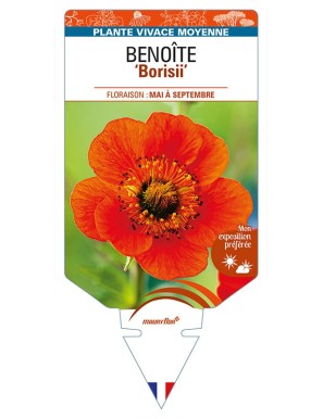 GEUM coccineum 'Borisii' voir BENOÎTE