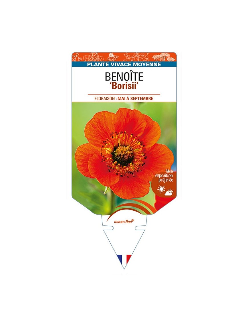 GEUM coccineum 'Borisii' voir BENOÎTE