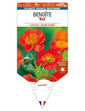 GEUM coccineum 'Koi' voir BENOÎTE