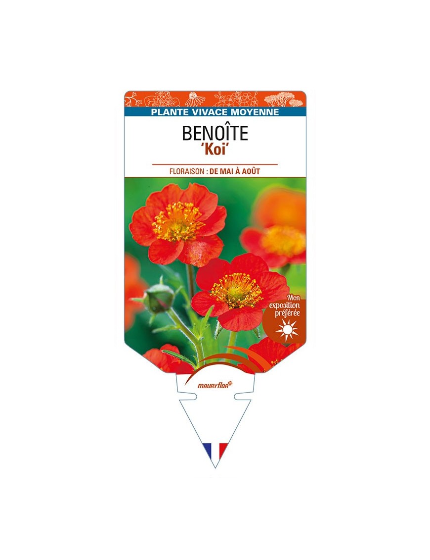 GEUM coccineum 'Koi' voir BENOÎTE