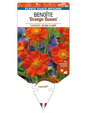 GEUM coccineum 'Orange Queen' voir BENOÎTE