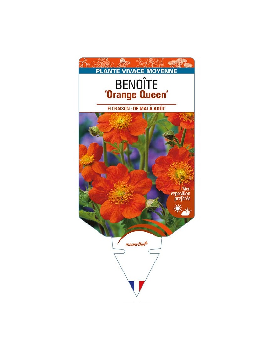 GEUM coccineum 'Orange Queen' voir BENOÎTE