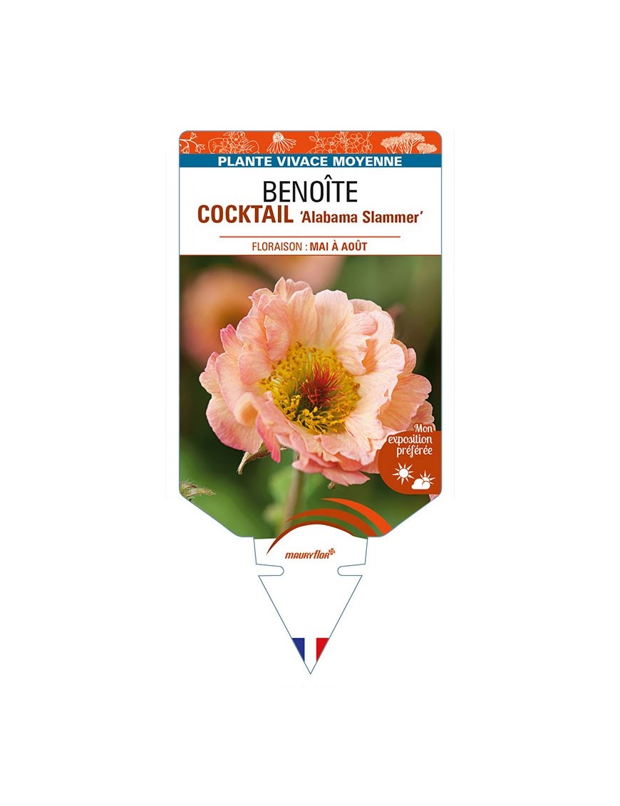 GEUM COCKTAIL 'Alabama Slammer' voir BENOÎTE