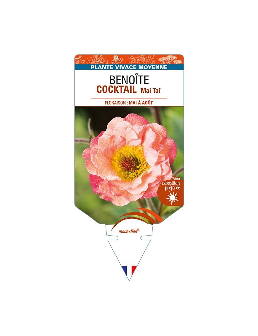 GEUM COCKTAIL 'Mai Tai' voir BENOÎTE