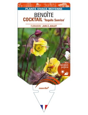 GEUM COCKTAIL 'Tequila Sunrise' voir BENOÎTE