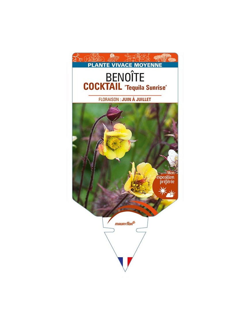 GEUM COCKTAIL 'Tequila Sunrise' voir BENOÎTE