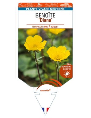 GEUM montanum 'Diana' voir BENOÎTE