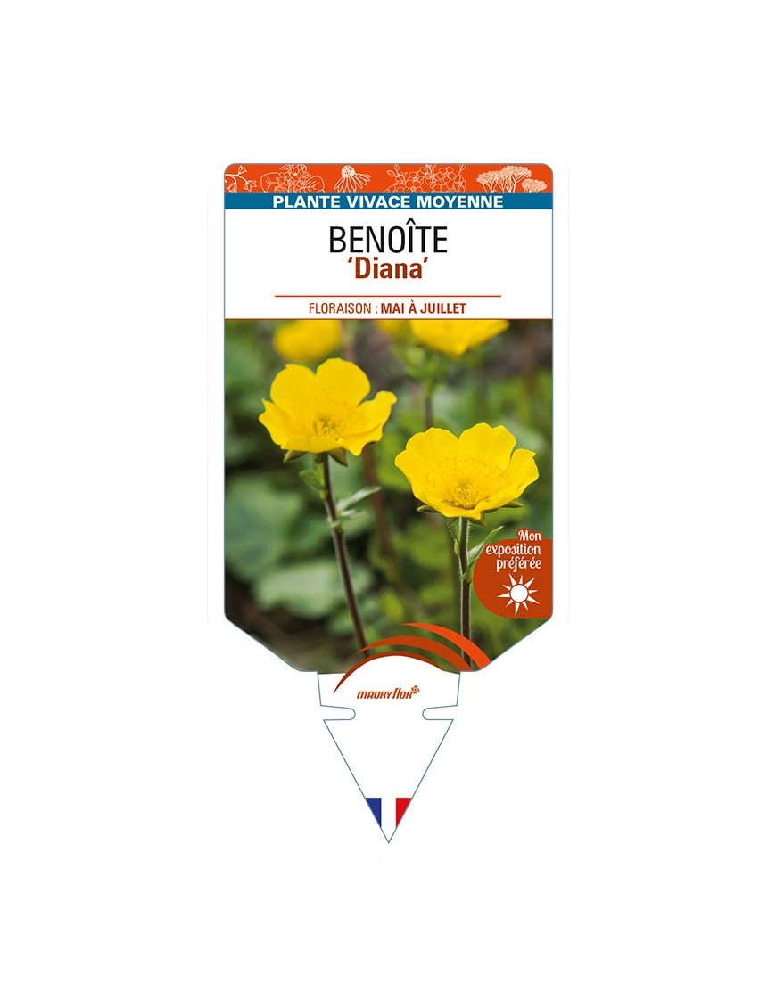 GEUM montanum 'Diana' voir BENOÎTE