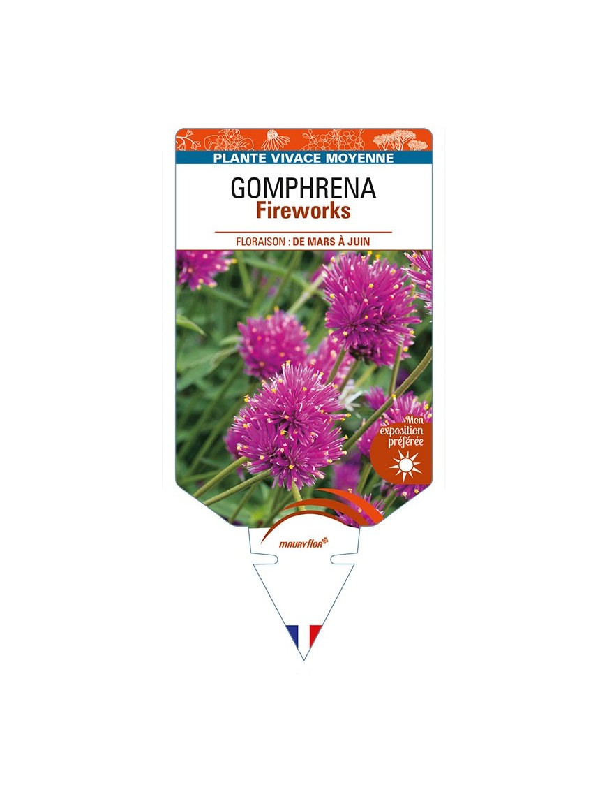 GOMPHRENA Fireworks