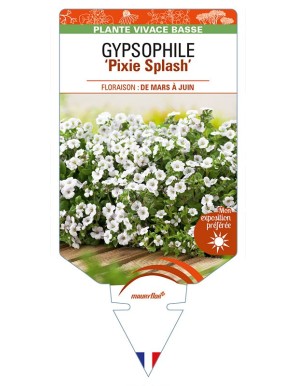 GYPSOPHILA (cerastioides) 'Pixie Splash'