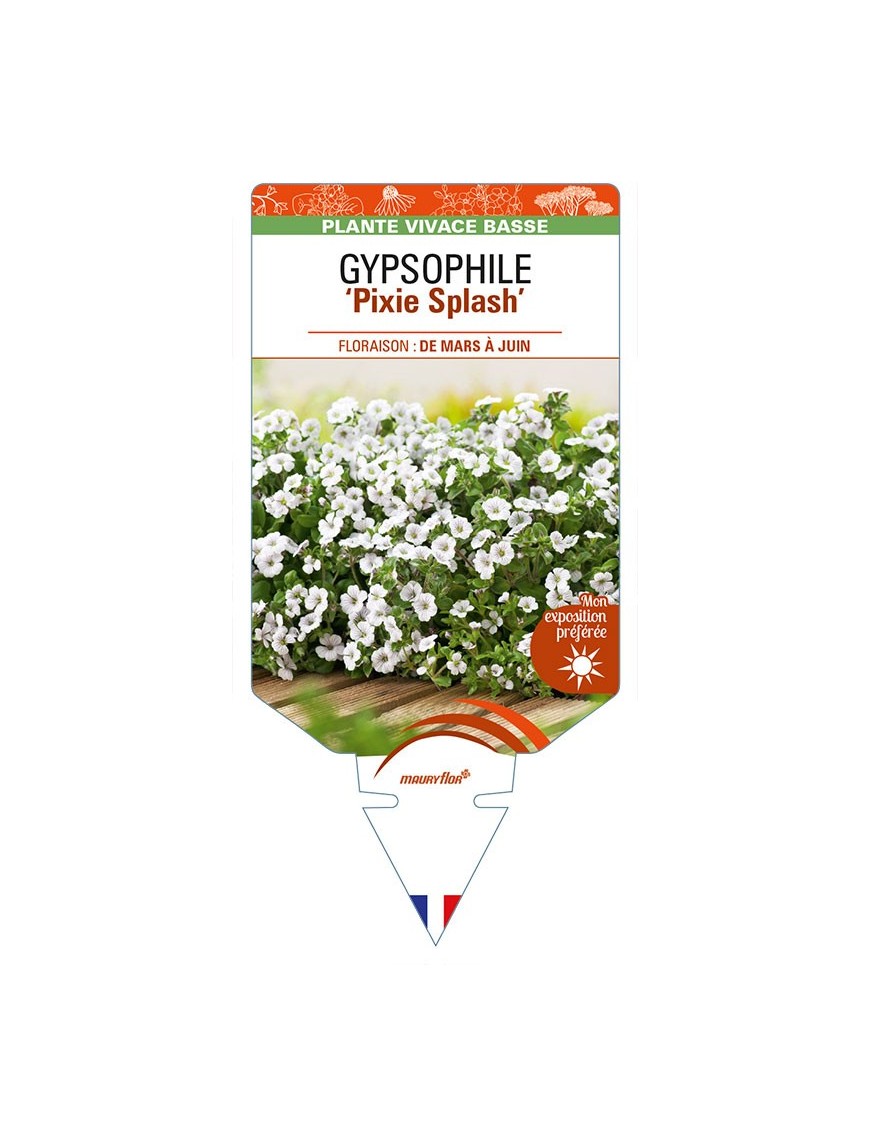 GYPSOPHILA (cerastioides) 'Pixie Splash'
