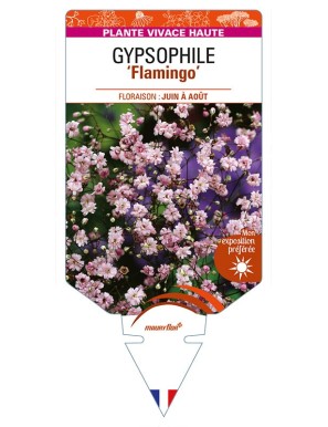 GYPSOPHILA (paniculata) 'Flamingo'
